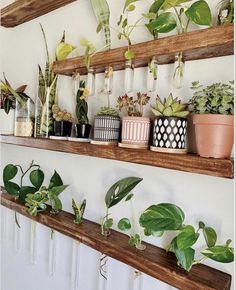 some plants are sitting on wooden shelves in a room