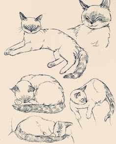 an image of three cats laying on the ground in different positions and sizes drawing by hand