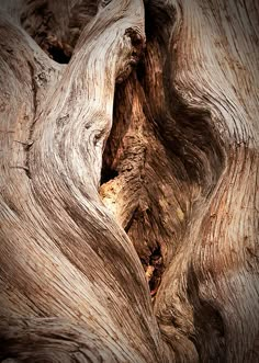 the bark of an old tree has been stripped and twisted to reveal its unique shape