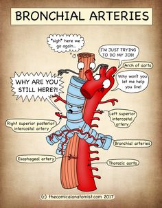 the bronchial artery is an organ that has many functions to help with it