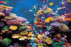 an underwater scene with corals and tropical fish in the water, surrounded by other marine life