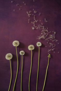 four dandelions blowing in the wind against a purple background