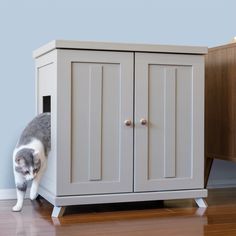 a gray and white cat standing next to a cabinet