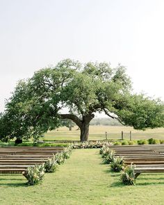 an empty park with benches and a large tree in the middle, surrounded by greenery