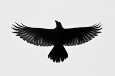 a black and white photo of a bird flying in the sky with its wings spread