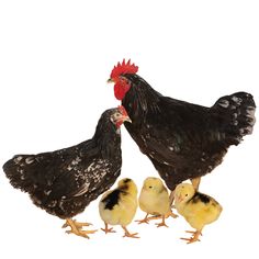 three chickens standing next to each other on a white surface with one chicken looking at the camera