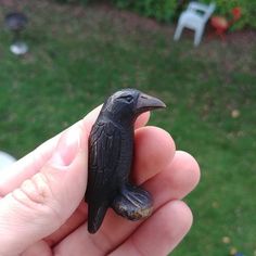 a small black bird sitting on top of someone's hand