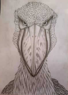 a pencil drawing of an eagle's head