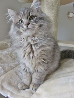 a grey cat sitting on top of a white blanket next to a scratching post and looking at the camera