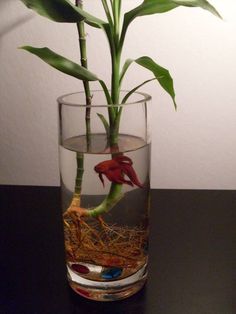 a plant in a glass filled with water