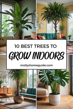 the top 10 best trees to grow indoors