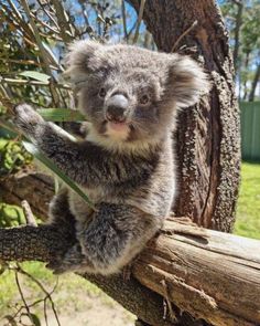 a koala bear sitting on top of a tree branch with its paws in the air