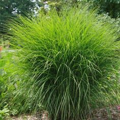 a large green bush with lots of grass