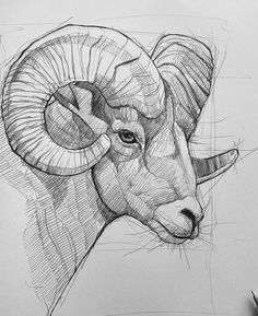 a drawing of a ram with long horns