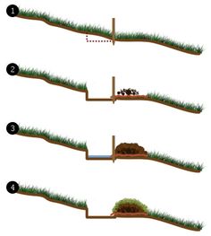 the diagram shows different stages of growing grass