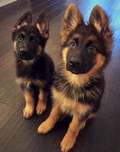 two german shepherd puppies are sitting on the floor