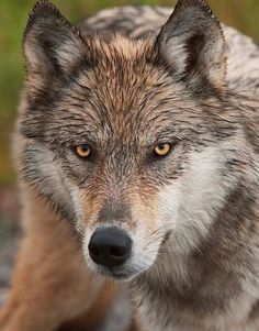 a wolf staring at the camera with an alert look on his face and head,