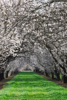 the trees are blooming and green grass is in the foreground, with an empty path between them