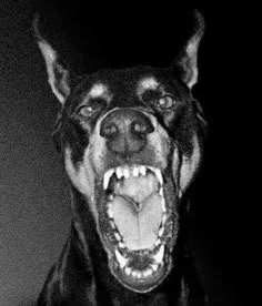 a black and white photo of a dog with its mouth wide open showing it's teeth