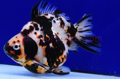 a black and white fish with orange spots on it's body in an aquarium