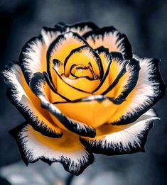 a black and white rose with yellow center