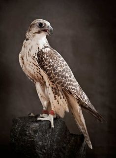 a bird sitting on top of a rock