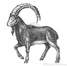 an ink drawing of a goat with long horns