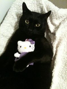 a black cat laying on top of a blanket holding a hello kitty stuffed animal toy