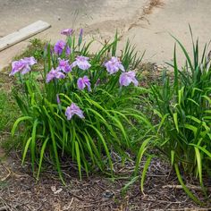 some purple flowers are growing in the grass by the street side and on the ground