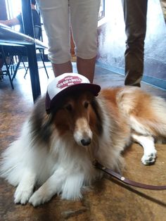 a brown and white dog with a hat on it's head laying on the ground