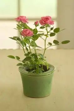 a small potted plant with pink roses in it