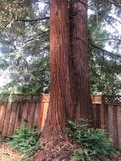 a large tree in the middle of a fenced area next to a wooden fence