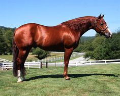 a brown horse standing on top of a lush green field