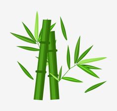 two tall green bamboos with leaves on them