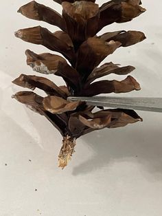 a pine cone being cut with a pair of scissors