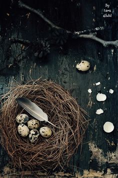 a bird's nest with eggs and a knife