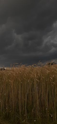 sky right before the storm in the countryside, dark clouds, cereal Stormy Weather, Dark Sky, Cloudy Sky, Storm Clouds, Sheep, Pet, Animals