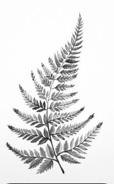 a black and white photo of a fern leaf