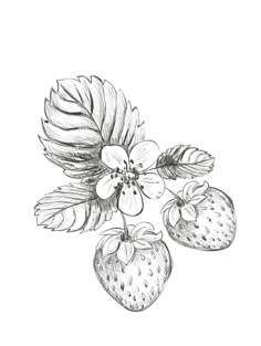 two strawberries and one strawberry on a branch with leaves, drawn by hand in pencil