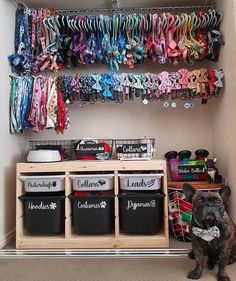 a dog sitting in front of a closet filled with clothes