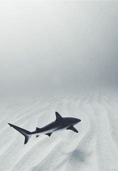 a black and white photo of a shark in the sand