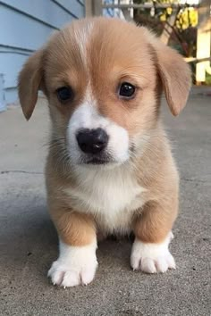 a small brown and white puppy sitting on the ground