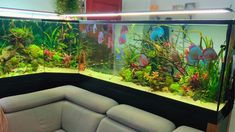 an aquarium with fish and plants in the background, on display at a showroom