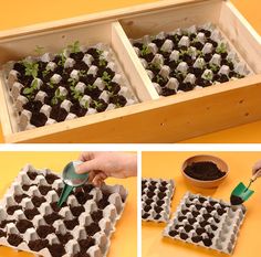 the process of growing seedlings in trays is shown