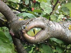 an eyeball in the middle of a tree branch