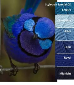 a blue bird sitting on top of a tree branch next to different color swatches