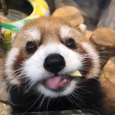 a close up of a small animal with its mouth open and tongue hanging out to the side