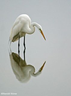 a white egret standing in the water with its reflection on it's surface