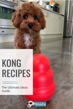 a small brown dog standing next to a red ball on top of a kitchen floor