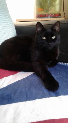 a black cat laying on top of a blue and white blanket